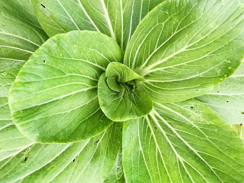 Mustard Leaf Spot is Infested with Pests Stock Image Image of produce, green 268402425