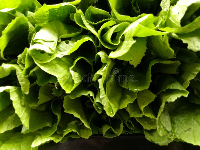 Mustard leaves stock photo. Image of healthy, tropical 85005274