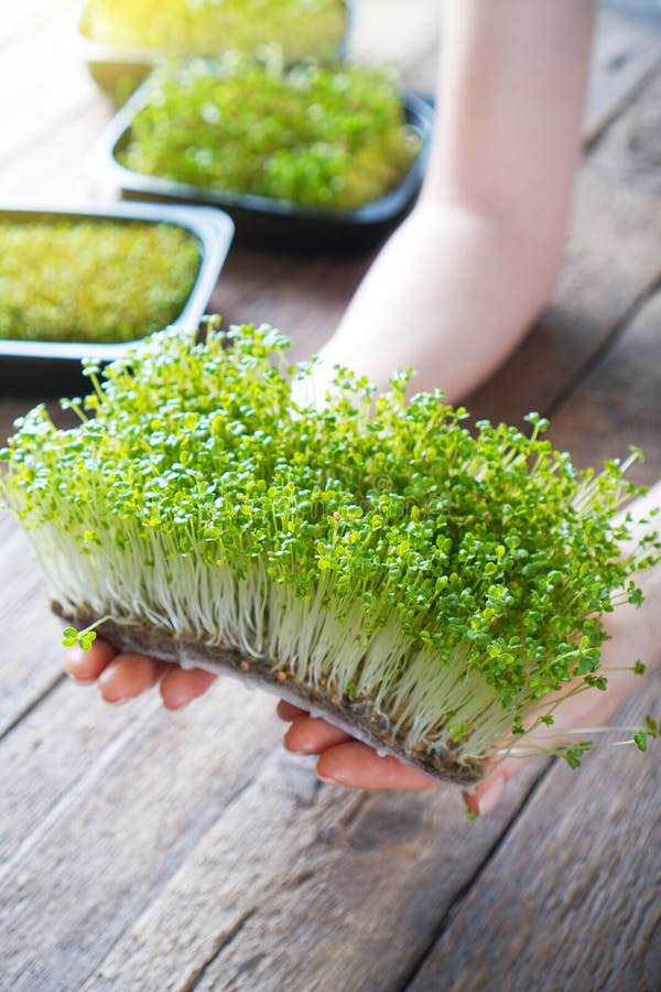 Mustard Micro Green Sprouts Stock Image Image of hands, crop 191817047
