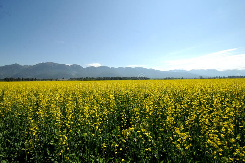 Mustard plant field stock photo. Image of plants, nature 16584466