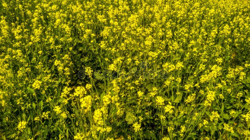 Mustard plant at a field, mustard farming in village, indian agriculture