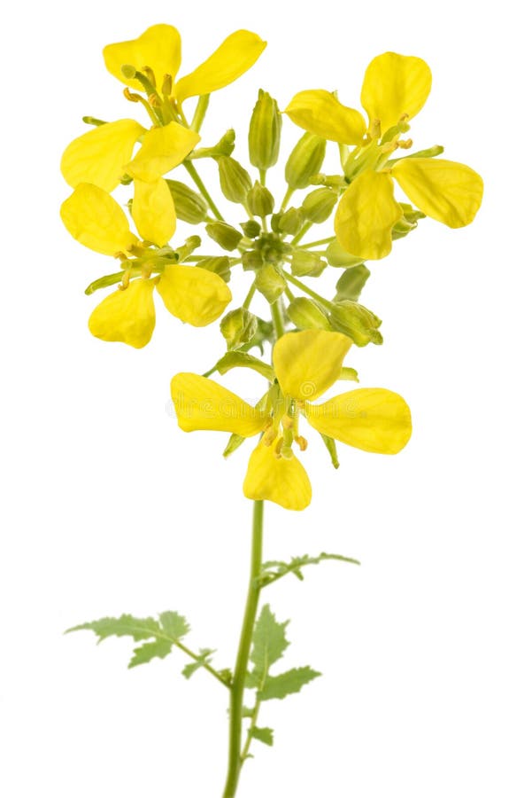 Mustard plant with flowers stock image. Image of green 271968719