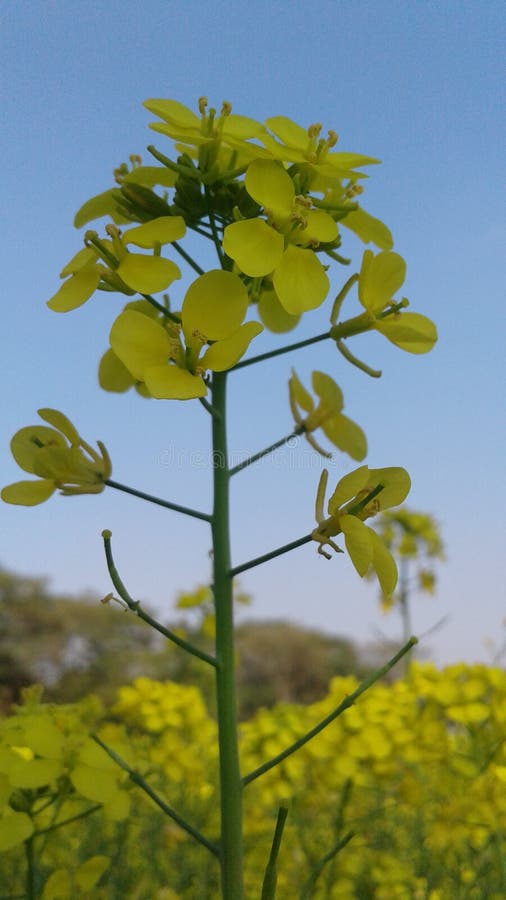 Mustard plant stock image. Image of mustard, plant, east 133836571