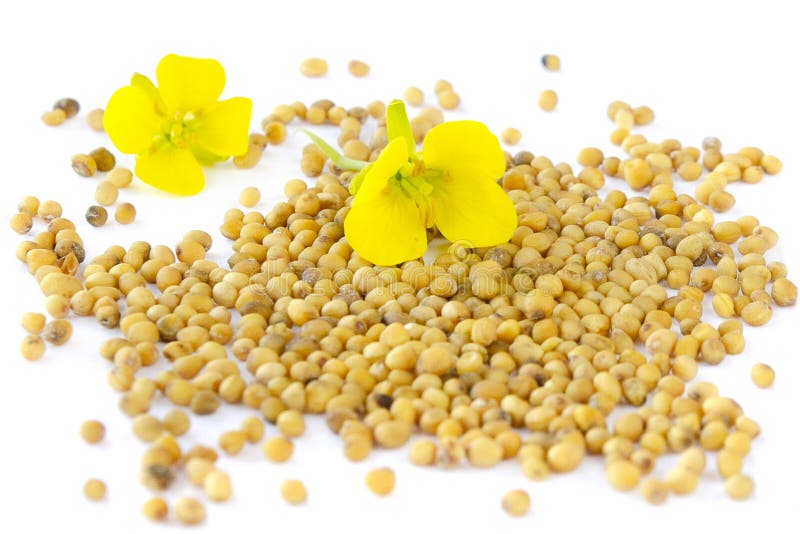 Mustard plant with yellow flowers and seeds. Sinapis plant yellow blossom. Mustard seeds and fresh mustard flowers