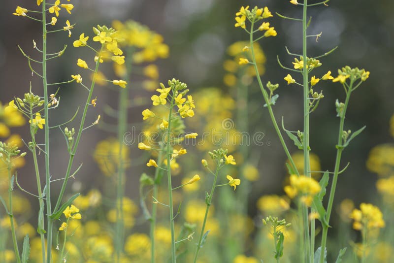 Green Mustard plants with theirFl owers stock image Green Mustard plants with theirFl owers stock image