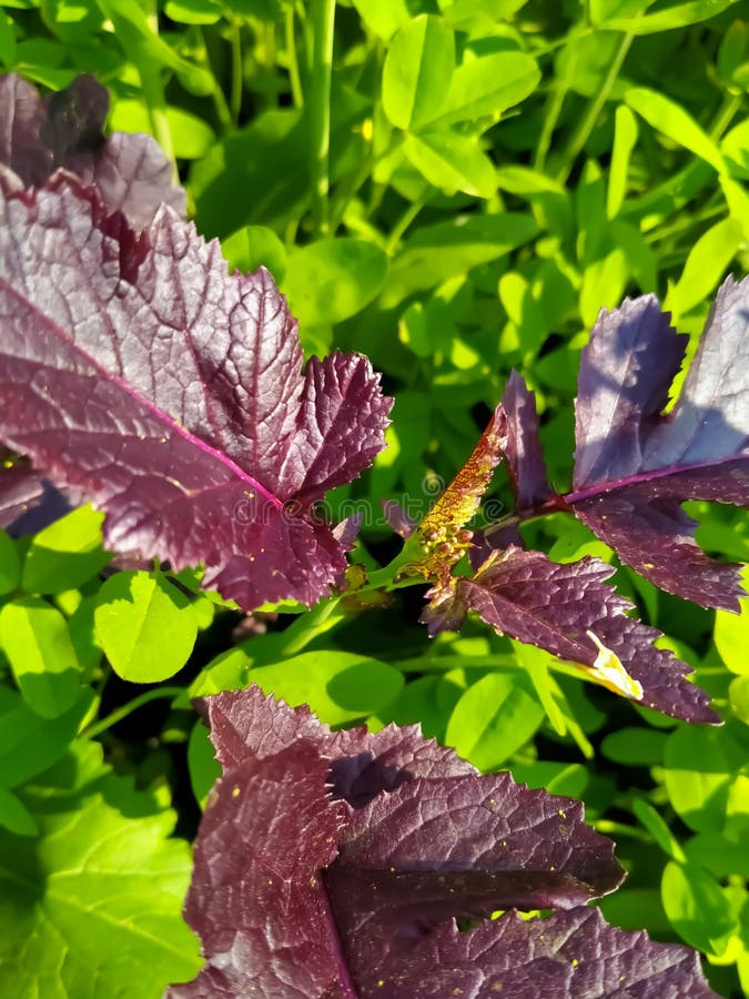 Mustard Plants Leaf.Green Leaf.Radish Leaf of Mustard Plants Stock
