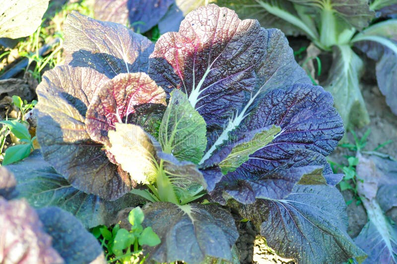 Mustard Red Giant,.Mustard Green Stock Image Image of growth, fruit