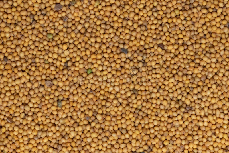 Mustard Seed As Whole Background Texture Stock Image Image of salad