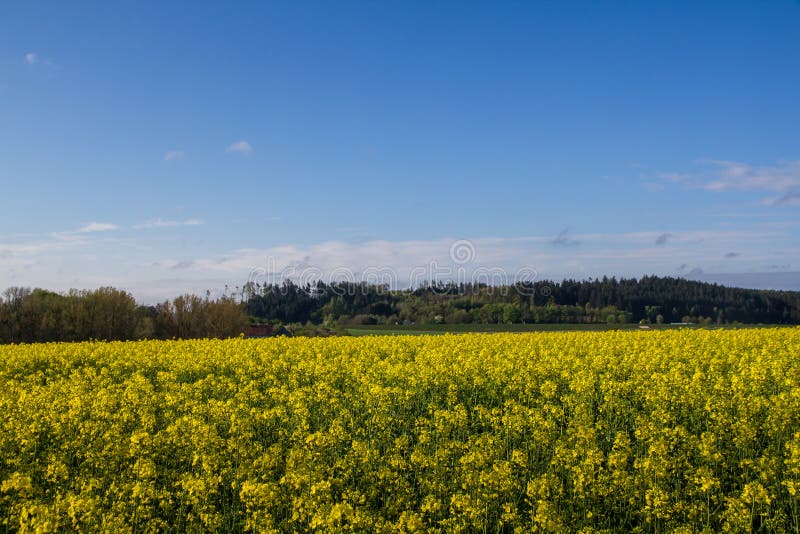 Mustard seed field stock photo. Image of hills, travel 30843428