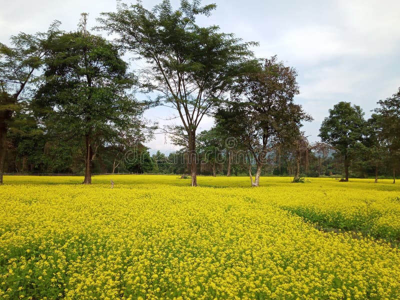 Mustard Seed Field of Ramgaat in Arnachal Pardesh Stock Photo Image