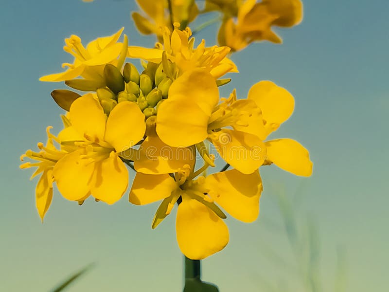 Mustard Seed Flowers Blooming in the Field Stock Image - Image of flora