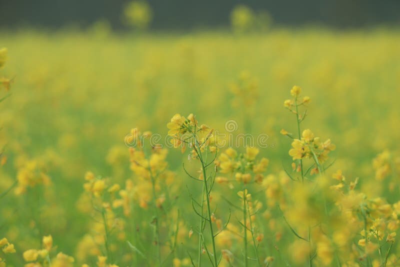 Mustard Seed Flowers Closeup in Field Stock Image Image of bright