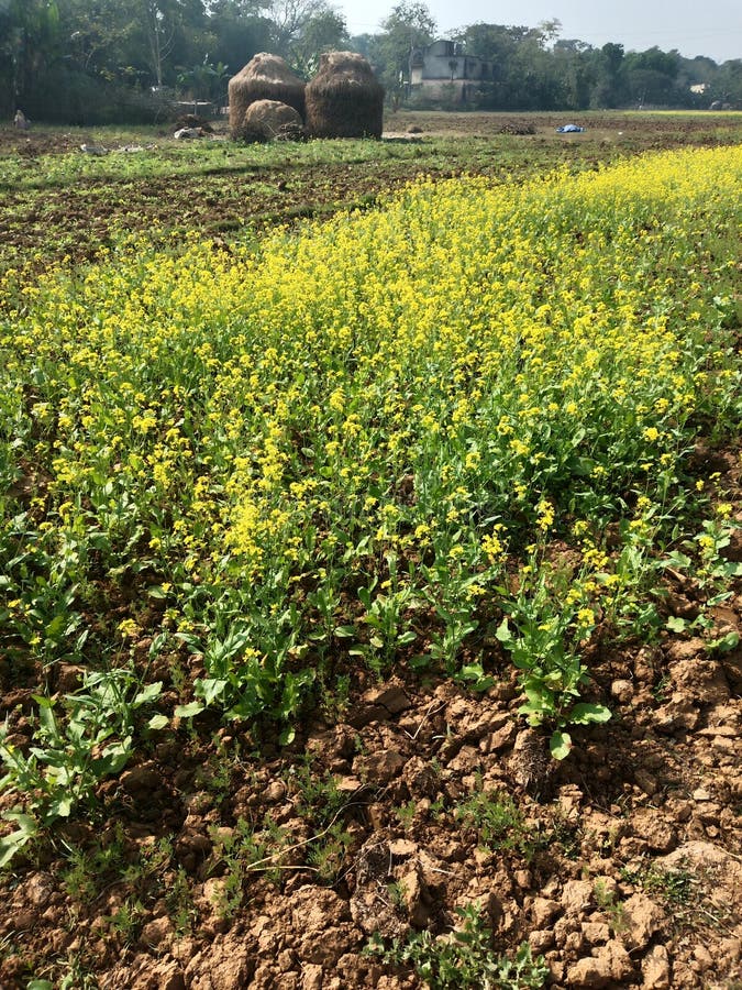 Mustard seed plantation stock photo. Image of jajpur 170911884