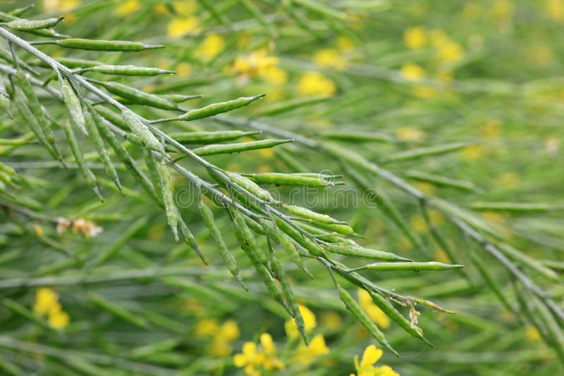 Mustard seed pods stock image. Image of leaves, green 65748315