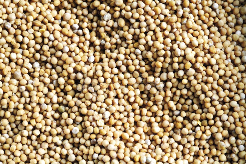 Mustard Seeds As Background Stock Photo Image of spice, close 50481014