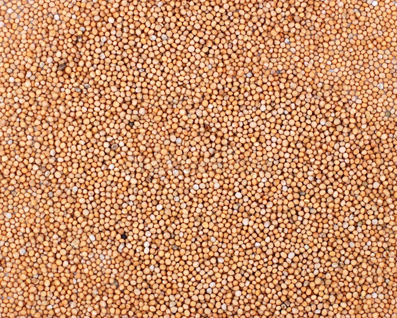 Mustard seeds background stock photo. Image of natural 33603976