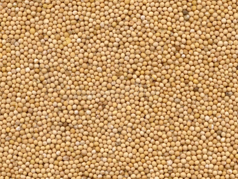 Mustard Seeds Close Up Stock Image Image Of Bead Anonymous 10017507