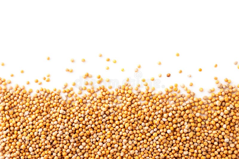 Mustard Seeds on a White Background. the View from Top Stock Image