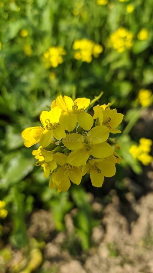 Mustard Tree Grean Leaf Natural Beautiful Green Color Fresh Sunlight