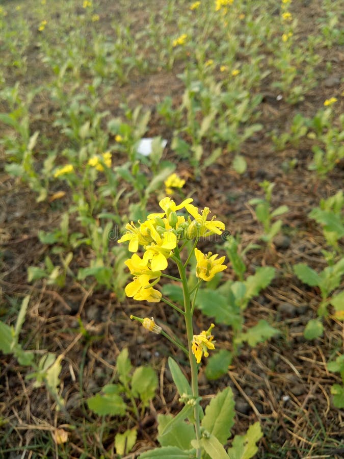 Mustard Tree Grean Leaf Natural Beautiful Green Color Fresh Sunlight