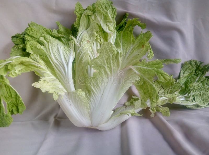 This is a Mustard Vegetable for Making Vegetables Stock Image Image