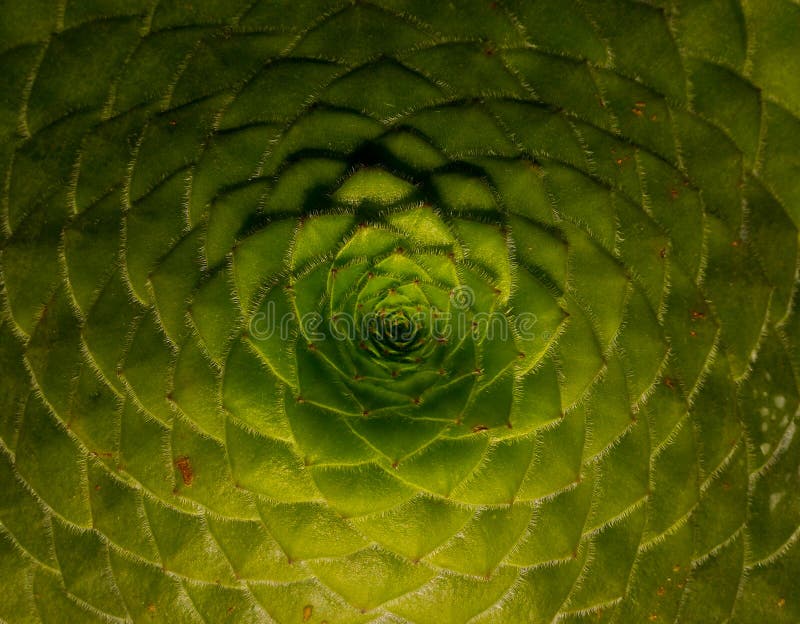 Fibonacci Reihenfolge