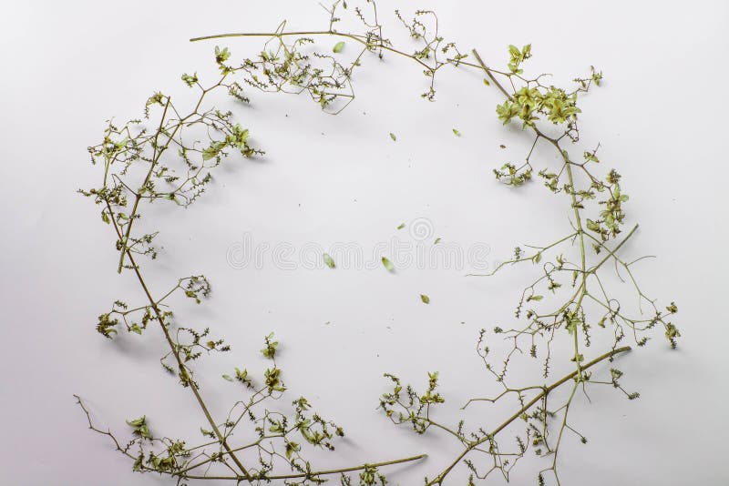 Musterbeschaffenheit mit grünen trockenen Blättern hüpfen auf weißem Hintergrund Flache Lage, minimales Konzept der Draufsicht lizenzfreie stockfotos Musterbeschaffenheit mit grünen trockenen Blättern hüpfen auf weißem Hintergrund Flache Lage, minimales Konzept der Draufsicht lizenzfreie stockfotos