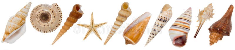 Different sea shells on the white background. Different sea shells on the white background