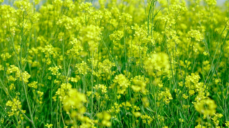 Mustard farming ground.mustard oil farming in indian agriculture. Mustard farming ground.mustard oil farming in indian agriculture.