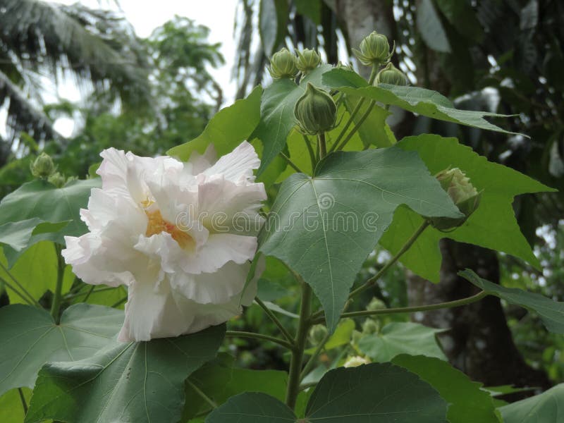 Mutabilis de ketmie ou fleur de rosemallow de coton images stock Mutabilis de ketmie ou fleur de rosemallow de coton images stock