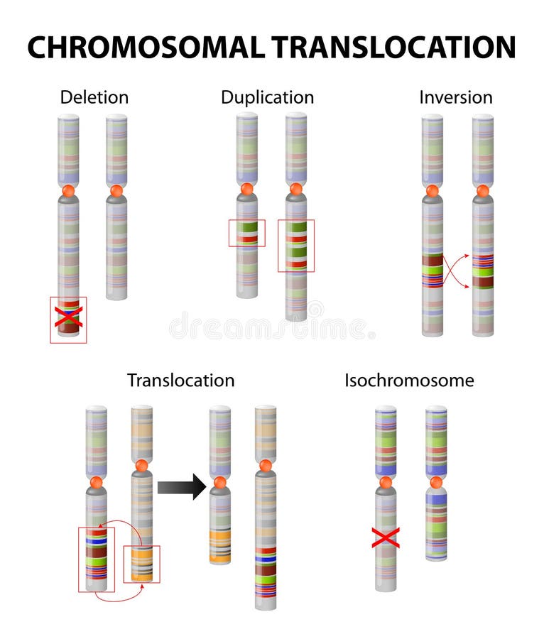 Mutation. Chromosome abnormality