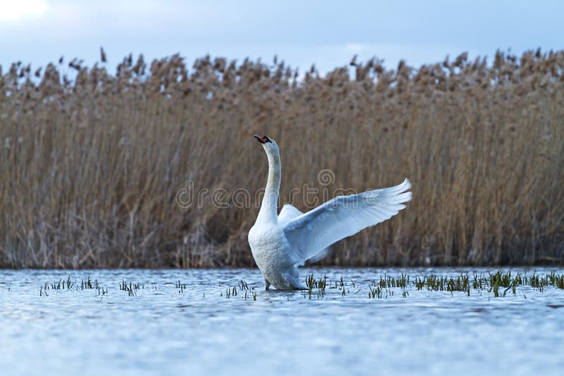 Mute swan on blue lake flutters royalty free stock photos Mute swan on blue lake flutters royalty free stock photos