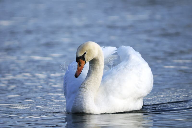 Mute swan, cygnus olor