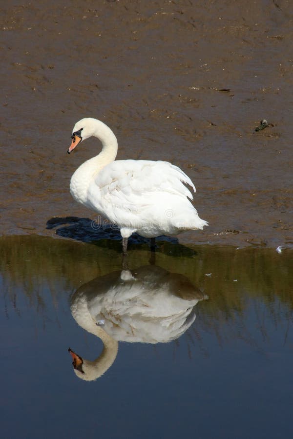 Mute Swan Cygnus Olor with reflection in water royalty free stock photo Mute Swan Cygnus Olor with reflection in water royalty free stock photo