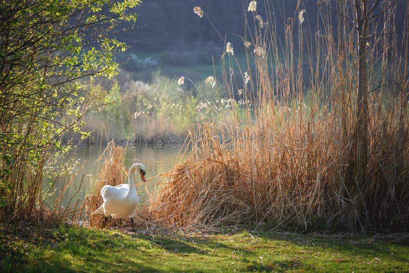 Mute swan Cygnus olor standing on the grass near reeds. Elegant white bird at the lake in sunlight. Nature, animal theme