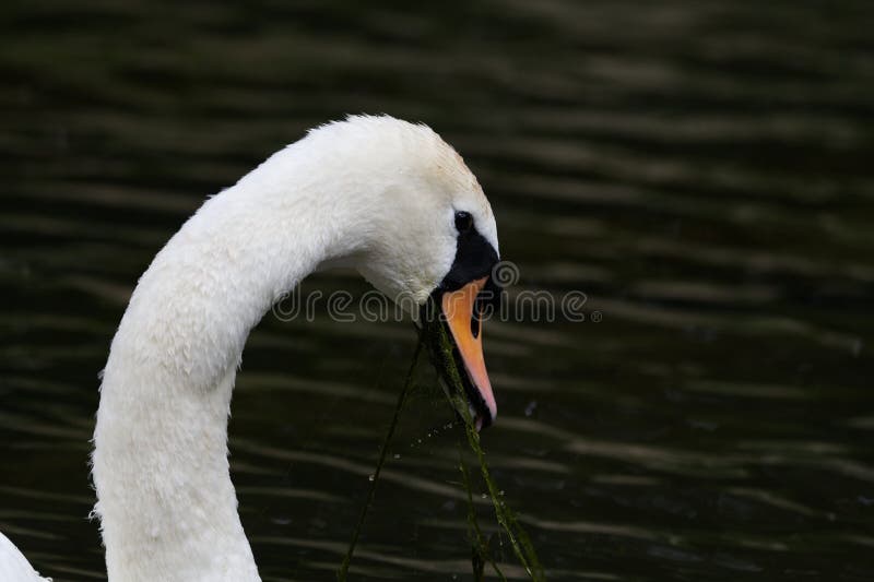 Mute Swan Eating Close Up stock image. Image of loyal 251387873