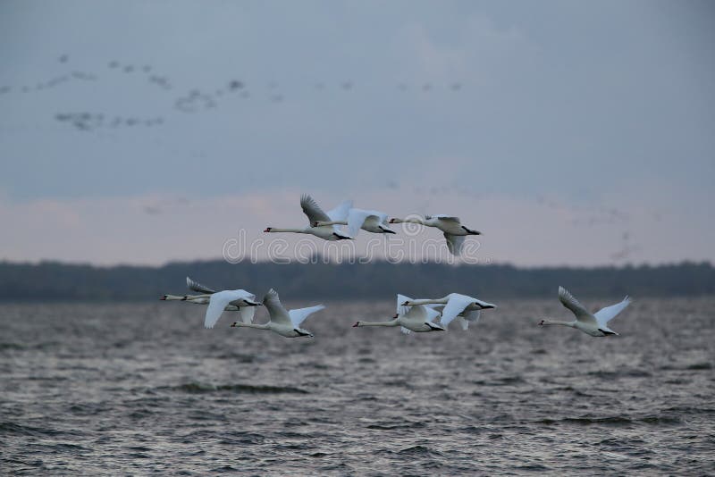 Mute Swan in flight, Baltic Sea , Germany