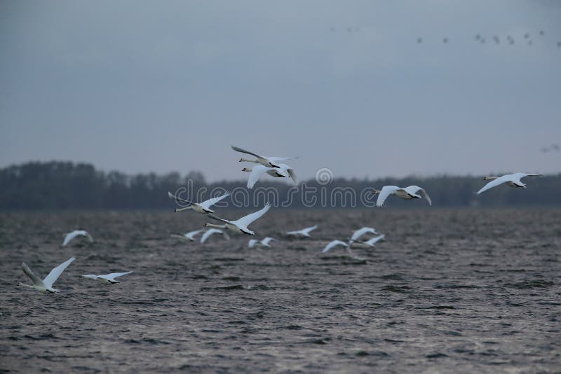 Mute Swan in flight, Baltic Sea , Germany