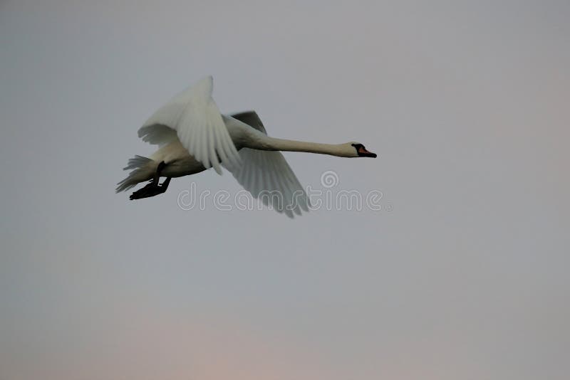 Mute Swan in flight, Baltic Sea , Germany