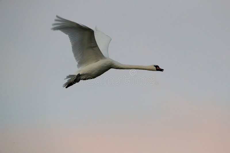 Mute Swan in flight, Baltic Sea , Germany