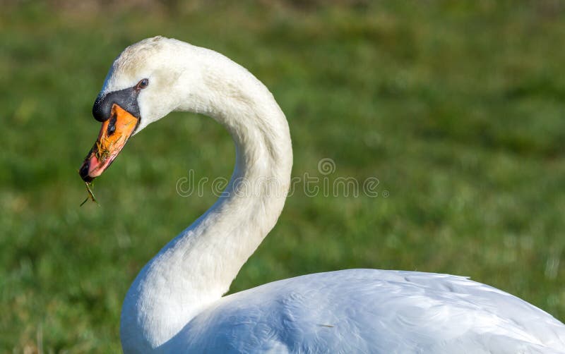 Mute swan stock image. Image of breeding, habitat, plumage 68990341