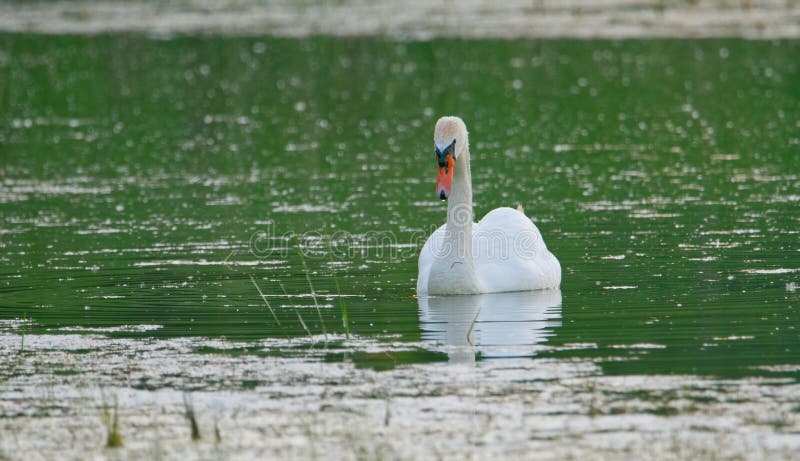 The mute swan - Slovakia