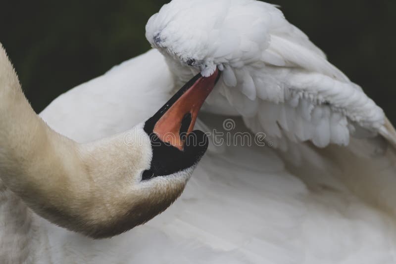 Mute Swan Picking Its Wing Feathers Stock Image Image of mute