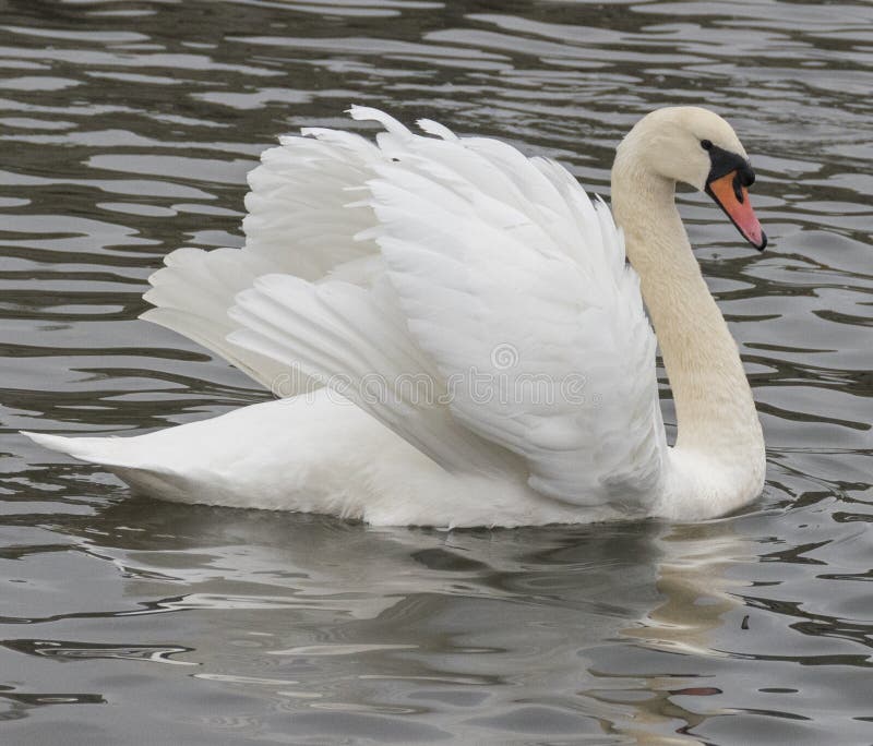 A mute swan