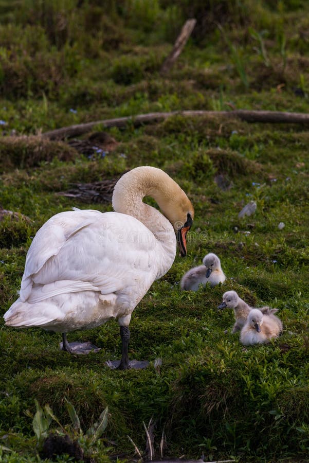 Mute Swan with Young Animals Stock Image Image of eating, mating