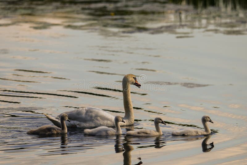 Mute Swan with Young Animals Stock Image Image of feather, dugs 91272769