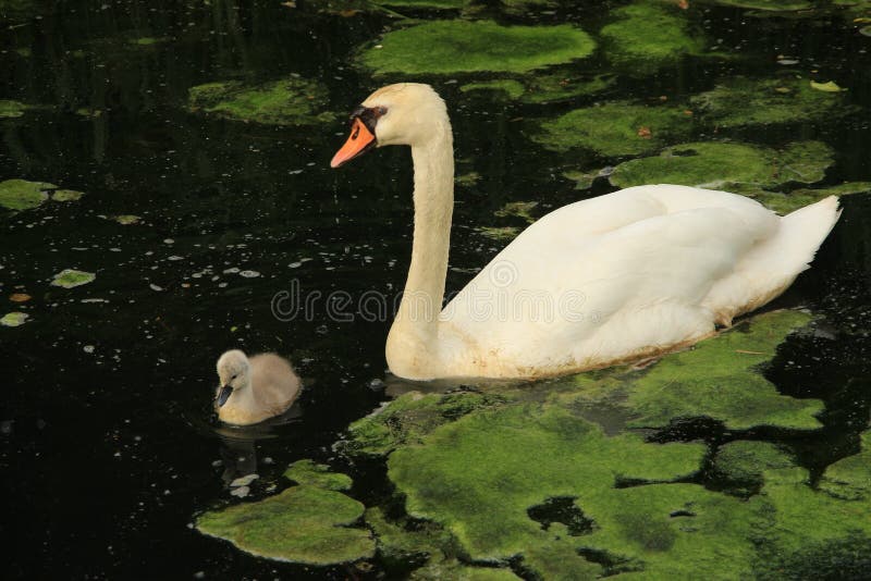Mute swan with young one. stock photo. Image of beautiful 92794706