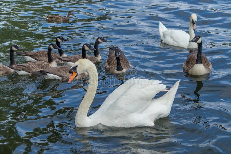 Mute Swans and Canada Geese Stock Photo Image of fauna, fresh 122500520