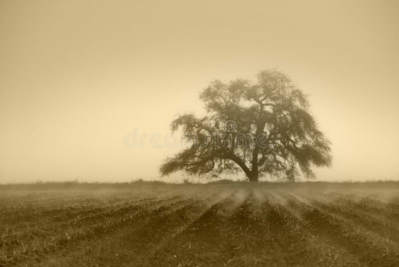 Disattivato seppia quercia nella nebbia Invernale, coltivati terreni agricoli in primo piano con la nebbia nei solchi.