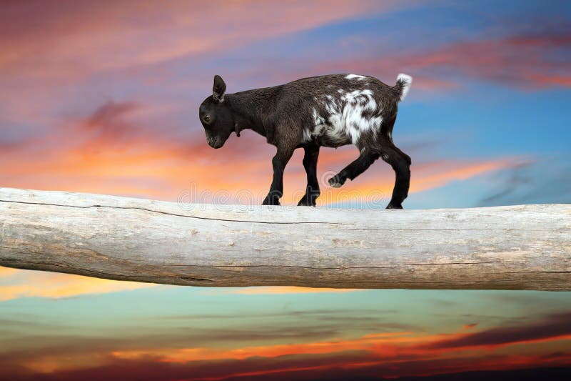 Courageous young goat walking on tree clog over beautiful sunset sky, showing equilibrium. Courageous young goat walking on tree clog over beautiful sunset sky, showing equilibrium